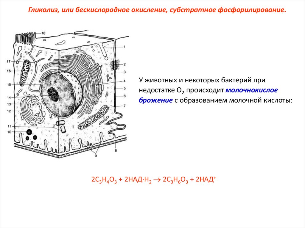 Энергетический обмен окисление. Бескислородное окисление. Субстратное фосфорилирование у бактерий. Биологическое окисление структура клетки. Субстратное фосфорилирование в гликолизе.