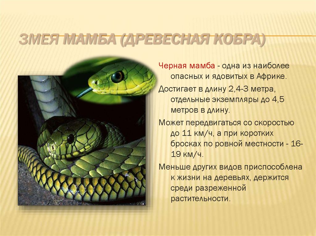 Змея мамба (древесная кобра)