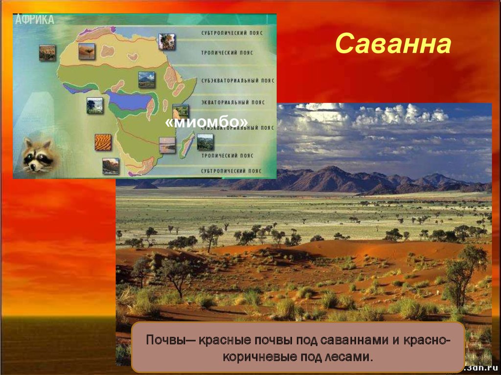 Природные зоны африки класс. Природные зоны Африки 7 класс география. Природные зоны Африки презентация. Природные зоны Африки 7 класс презентация. Проект по теме природные зоны Африки.