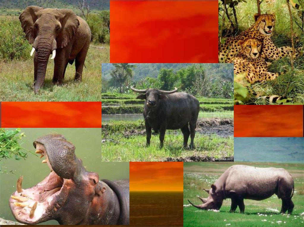 В какой природной зоне африки обитает слон. Животные и растения Африки. Растительный и животный мир саванны. Саванна природная зона животные. Животные саванны и тропического леса.