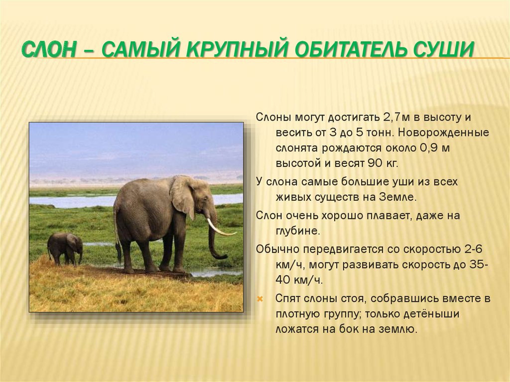 Слон – самый крупный обитатель суши