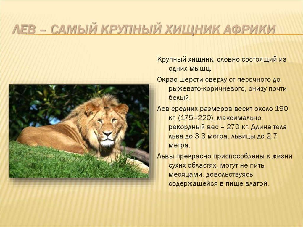 Лев – самый крупный хищник Африки
