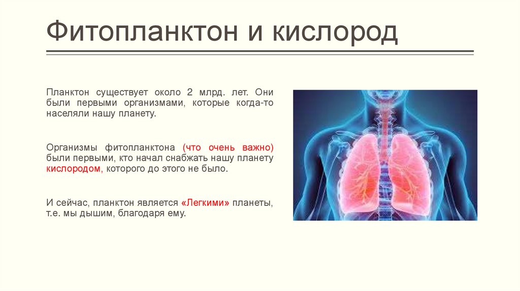 Выработка кислорода. Фитопланктон и кислород. Планктон вырабатывает кислород. Сколько кислорода вырабатывает планктон. Планктон выделяет кислород.