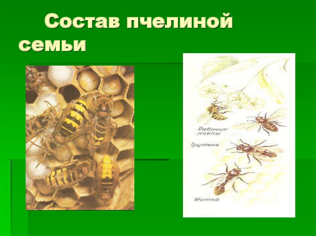 Пчелиная семья. Пчелиная семья состав пчелиной семьи. Строение пчелиной семьи. Структура пчелиной семьи. Иерархия пчелиной семьи.