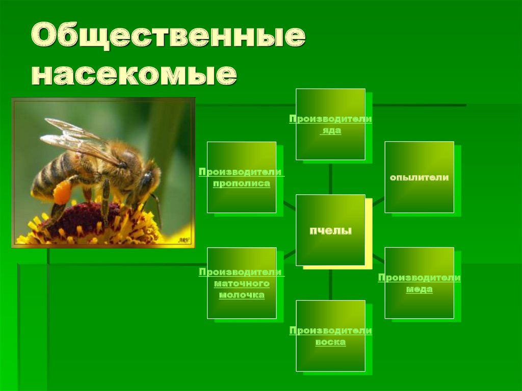 Образ жизни насекомых