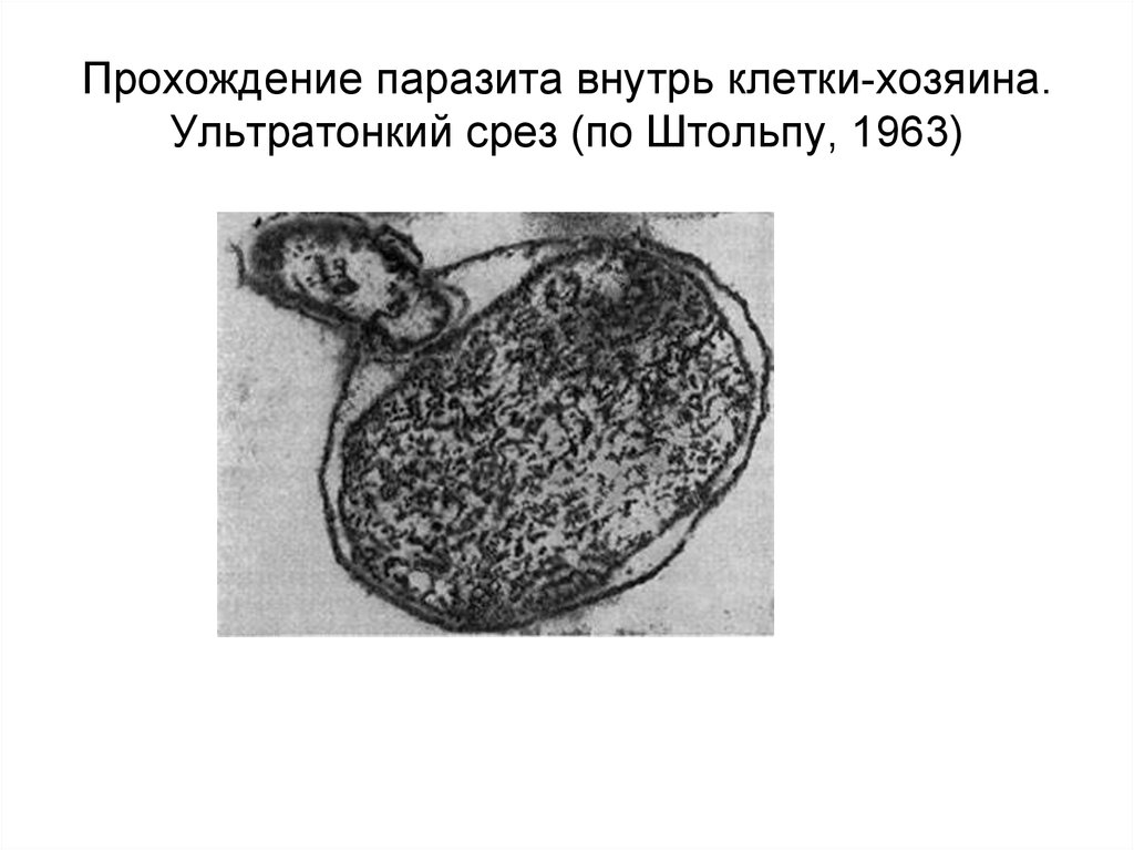 Внутрь клетки. Клетка хозяин. Электрограмма ультратонких срезов гонококка.