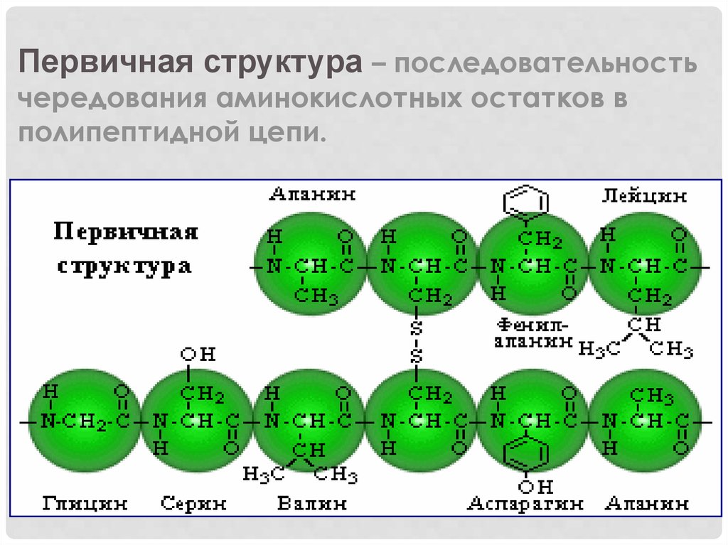 Последовательность полипептидной цепи. Первичная структура полипептидной цепи. Аминокислоты в полипептидной цепи. Сборка полипептидной цепи.