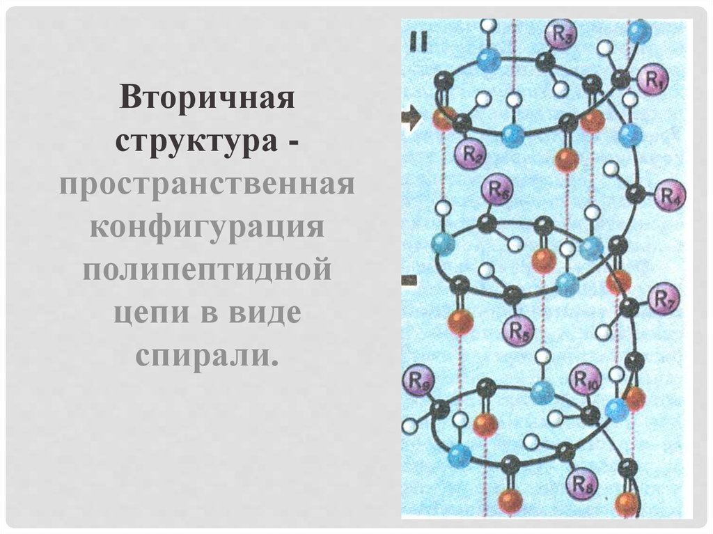 Структура полипептидной цепи. Вторичная структура полипептидной цепи. Пространственная конфигурация полипептидной цепи в виде. Пространственная конфигурация вторичной структуры. Пространственная структура полипептидной цепи.