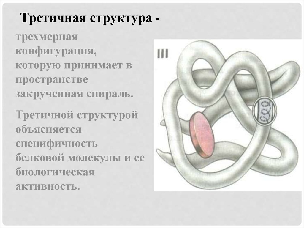 Третичная структура. Ферменты это третичная структура белка.