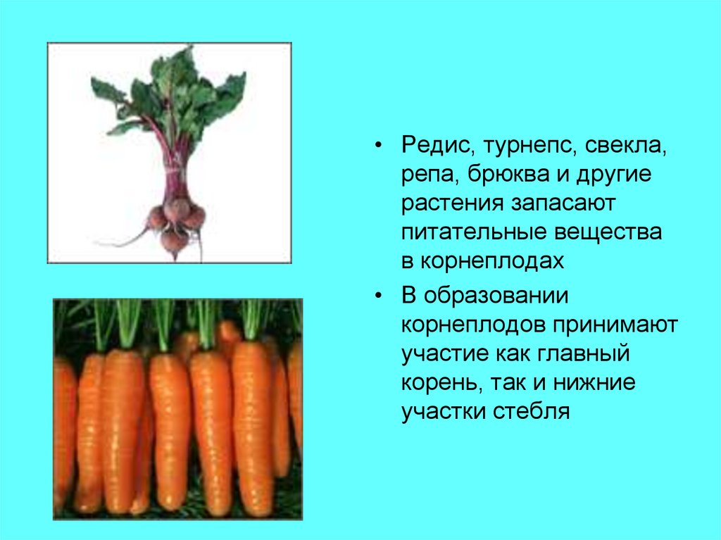 У моркови свеклы репы развиваются. Запасающие вещества в корнеплодах. Растения которые запасают питательные вещества в корнеплодах. В образовании корнеплодов участвуют. Корнеплоды моркови выполняют функцию.