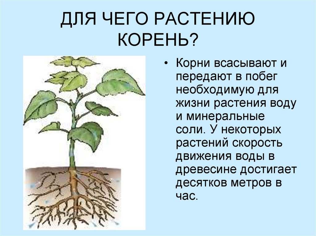 Переместилось корень. Корни растений. Корень. Корень нужен растению для. Сообщение на тему корни растений.
