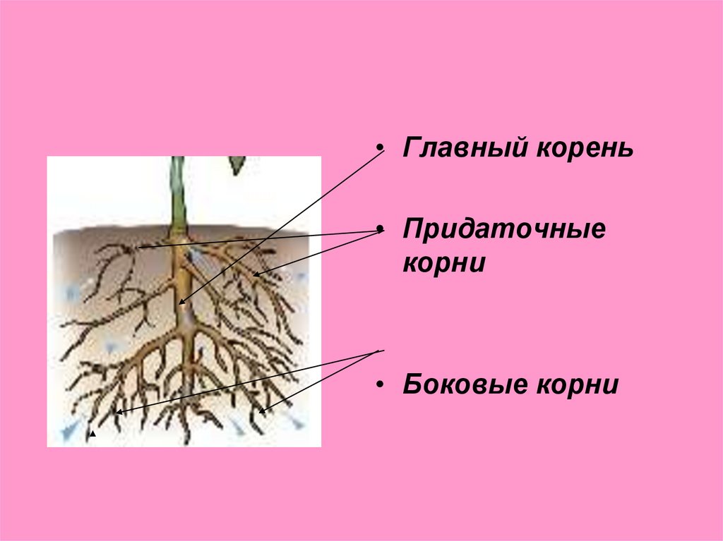 В корневой системе отсутствуют придаточные корни. Главный корень боковой корень придаточный корень. Придаточные боковые и главный корень. Придаточные корни и боковые корни. Придаточные корни у растений.