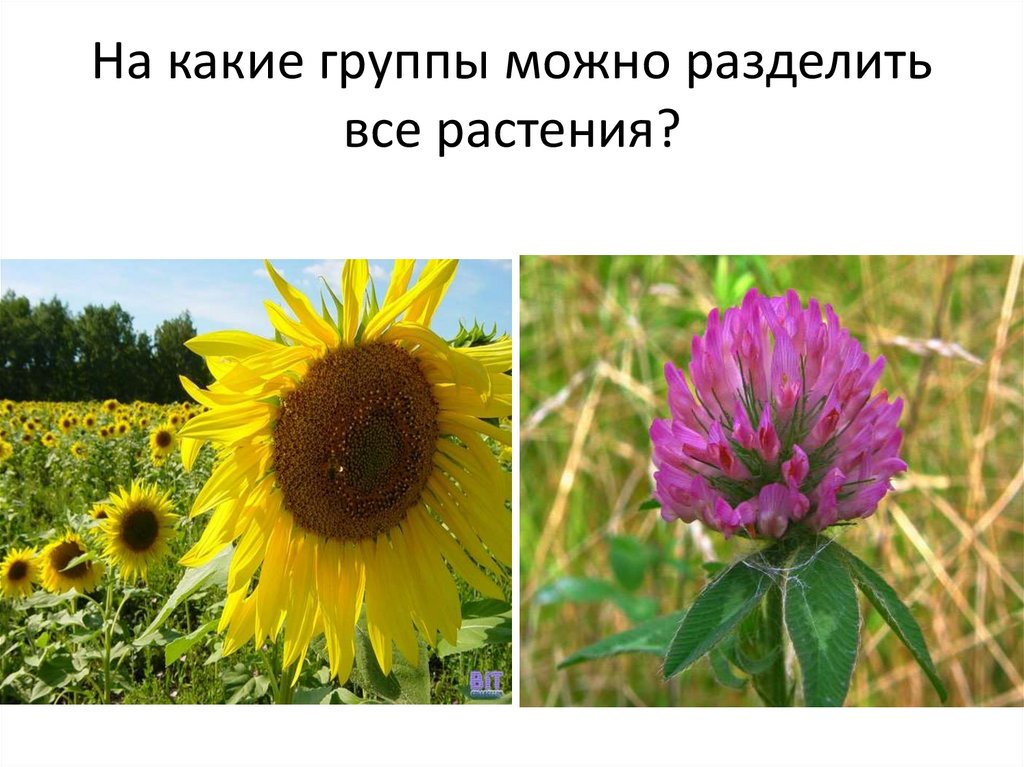 На какие периоды можно разделить жизнь соколова. На какие группы и как можно разделить цветы.
