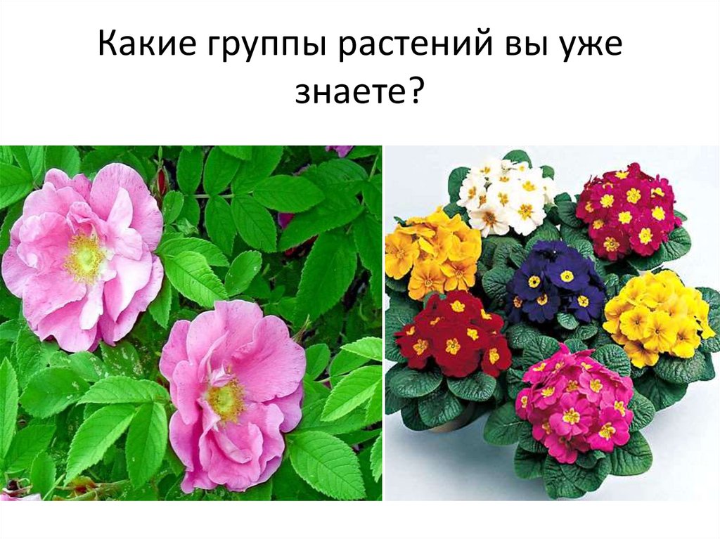 Как по другому называют цветы