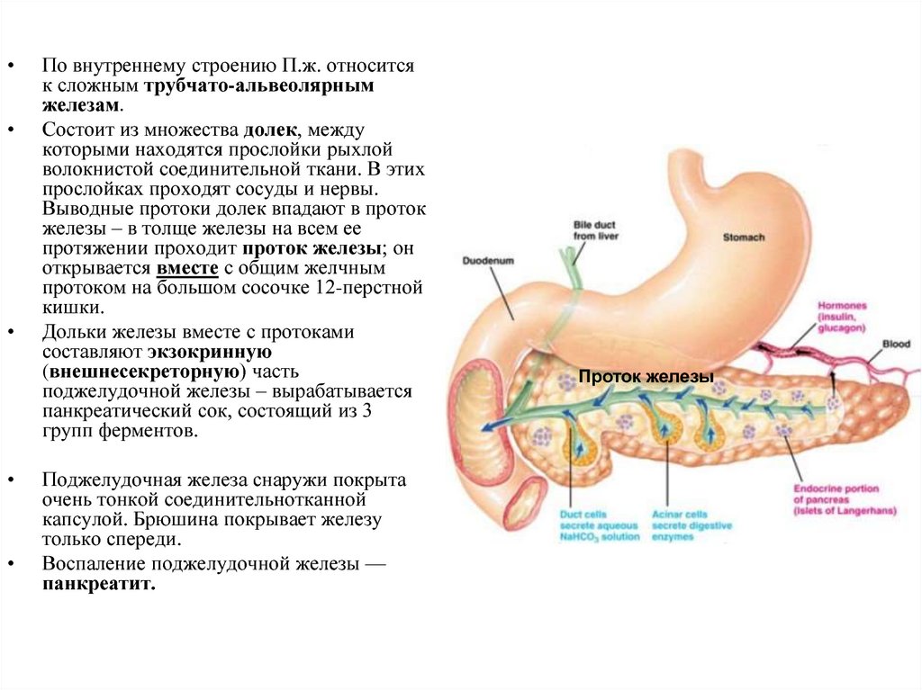 Поджелудочная железа относится к пищеварительной. Выводной проток поджелудочной железы. Санториниев проток поджелудочной железы. Поджелудочная железа снаружи. Главный проток поджелудочной железы.