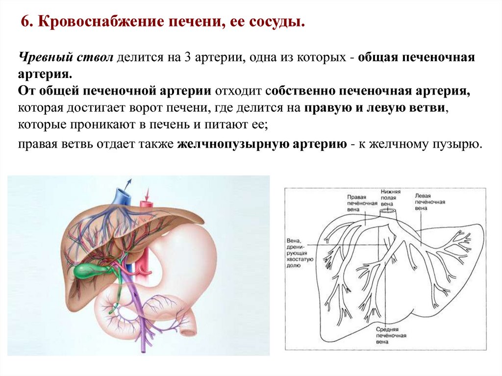Кровь через печень. Кровоснабжение печени анатомия. Кровоснабжение печени анатомия общая печеночная артерия. Кровоснабжение печени чревный ствол. Венозное кровоснабжение печени обеспечивает.
