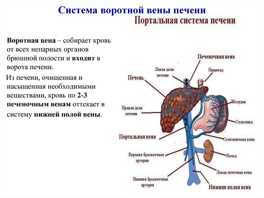 Какая вена в печени. Система портальной вены анатомия. Воротная система печени анатомия. Воротная Вена печени анатомия.