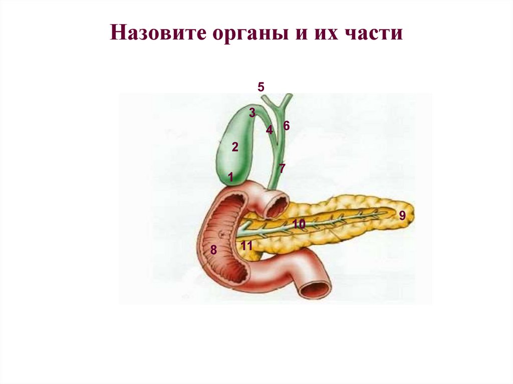 Пищеварительные железы ткани. Анатомо-физиологические особенности пищеварительных желез. Органом называют. Как называется орган который капсулирован. Как называется орган который капсулируют.