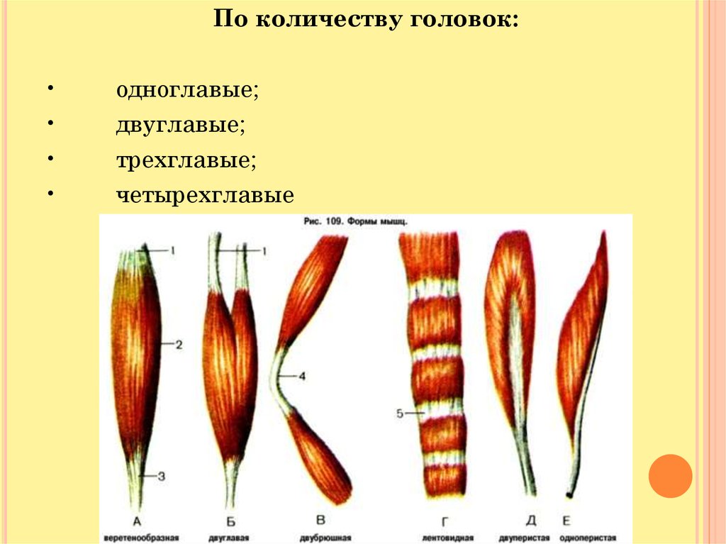 Формы мышц. Классификация и строение мышц. Формы скелетных мышц. Виды мышц по форме.