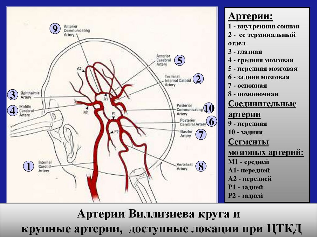 Интракраниальные артерии головного мозга. Внутренняя Сонная артерия анатомия кт. М1 сегмент средней мозговой артерии.