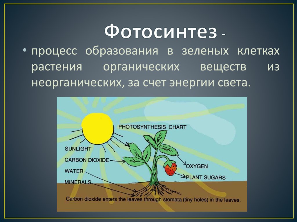 При фотосинтезе образуются ответ. Фотосинтез растений 3 класс. Фотосинтез в природе 6 класс. Процесс фотосинтеза рисунок. Образование органических веществ в растении.