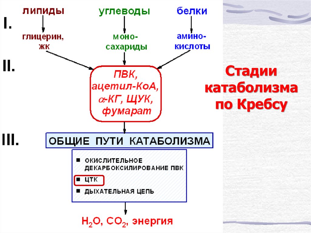 Схема катаболизма пвк