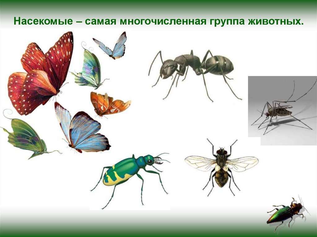 6 групп насекомых. Группа животных насекомые. Насекомые слайд. Насекомые примеры. Разнообразие насекомых.