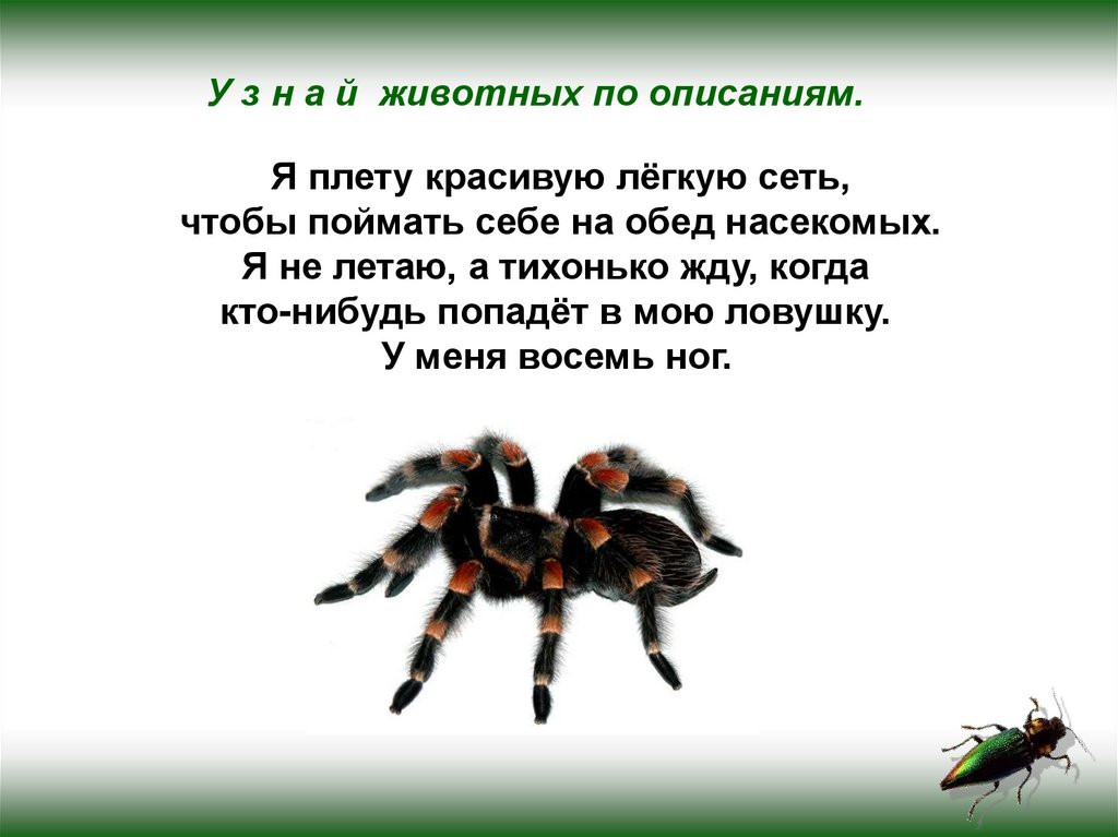 Насекомые леса презентация. Насекомые леса доклад. Насекомые леса 2 класс. Насекомые 2 класс окружающий мир. Насекомые леса сообщение 2 класс.