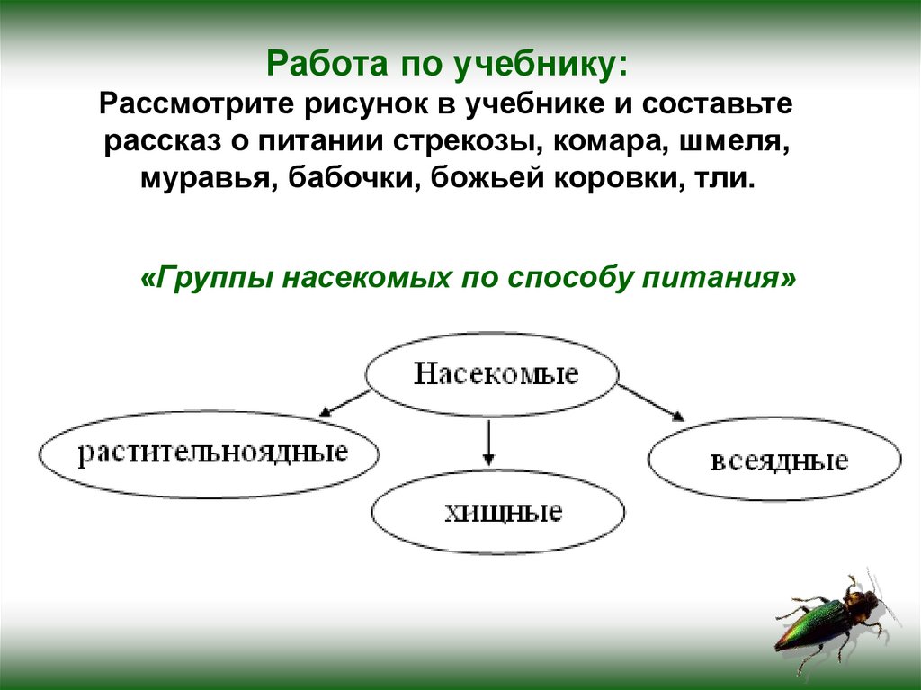 Работа по насекомых работа. Насекомые по способу питания делятся на. Группы насекомых по типу питания. Способы питания насекомых. Классификация насекомых по типу питания.