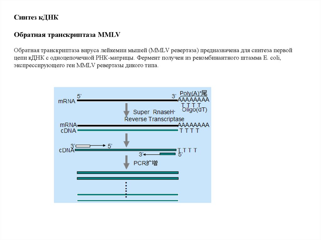 Фермент обратная транскриптаза. Синтез КДНК. Обратная транскриптаза вируса. ПЦР С обратной транскриптазой. Обратная транскриптаза полимеразная цепная реакция.