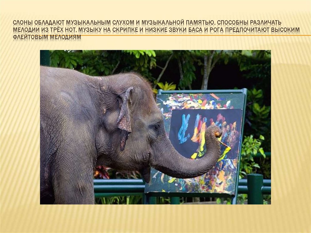 Индийская пословица когда слон. Интересные факты о слоне. Слоны интересные факты. Интересная информация про слона. Факты о слонах.
