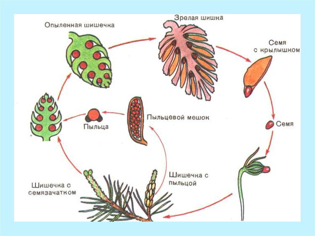 Цикл голосеменных растений. Жизненный цикл голосеменных растений сосна схема. Размножение голосеменных схема. Цикл развития голосеменных растений. Цикл размножения сосны обыкновенной.