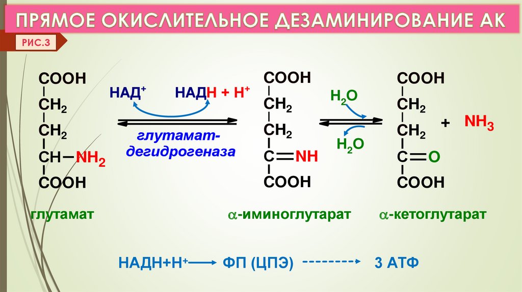 Ферменты дезаминирования. Ферменты окислительного дезаминирования. Тип дезаминирования глутаминовой кислоты. Прямое и Непрямое окислительное дезаминирование аминокислот. При окислительном дезаминировании глутамата образуется.
