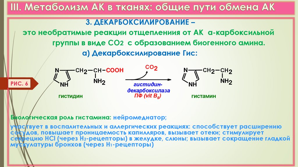 Общие пути метаболизма аминокислот. Реакция инактивации биогенных Аминов. Реакции образования биогенных Аминов. Реакции обмена аминокислот.