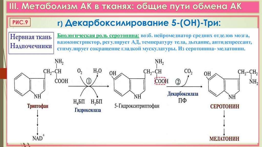 Декарбоксилирование триптофана