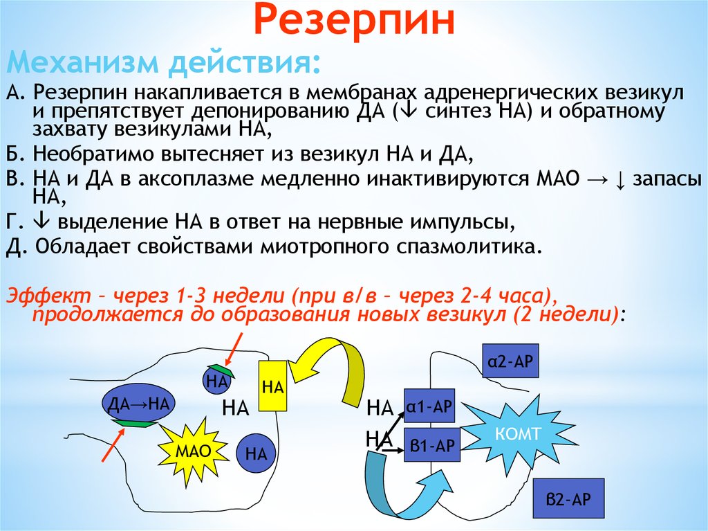 Каков механизм действия. Резерпин механизм действия. Езерин механизм действия. Резерпин механизм гипотензивного действия. Резерпин механизм действия фармакология.