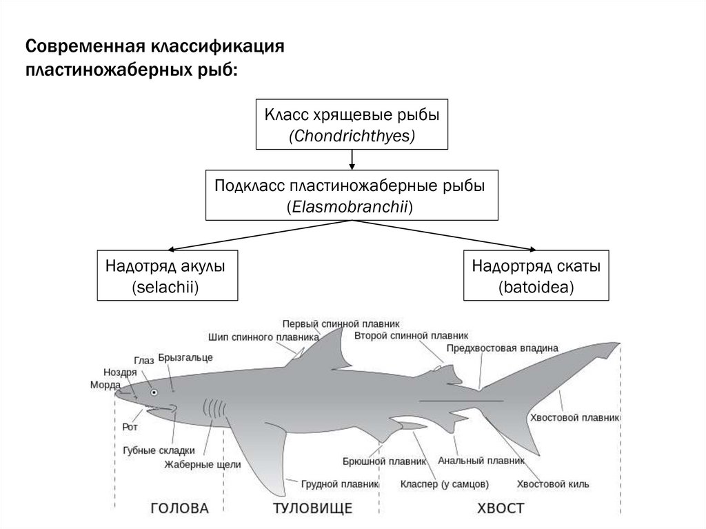 Схема классификации рыбы