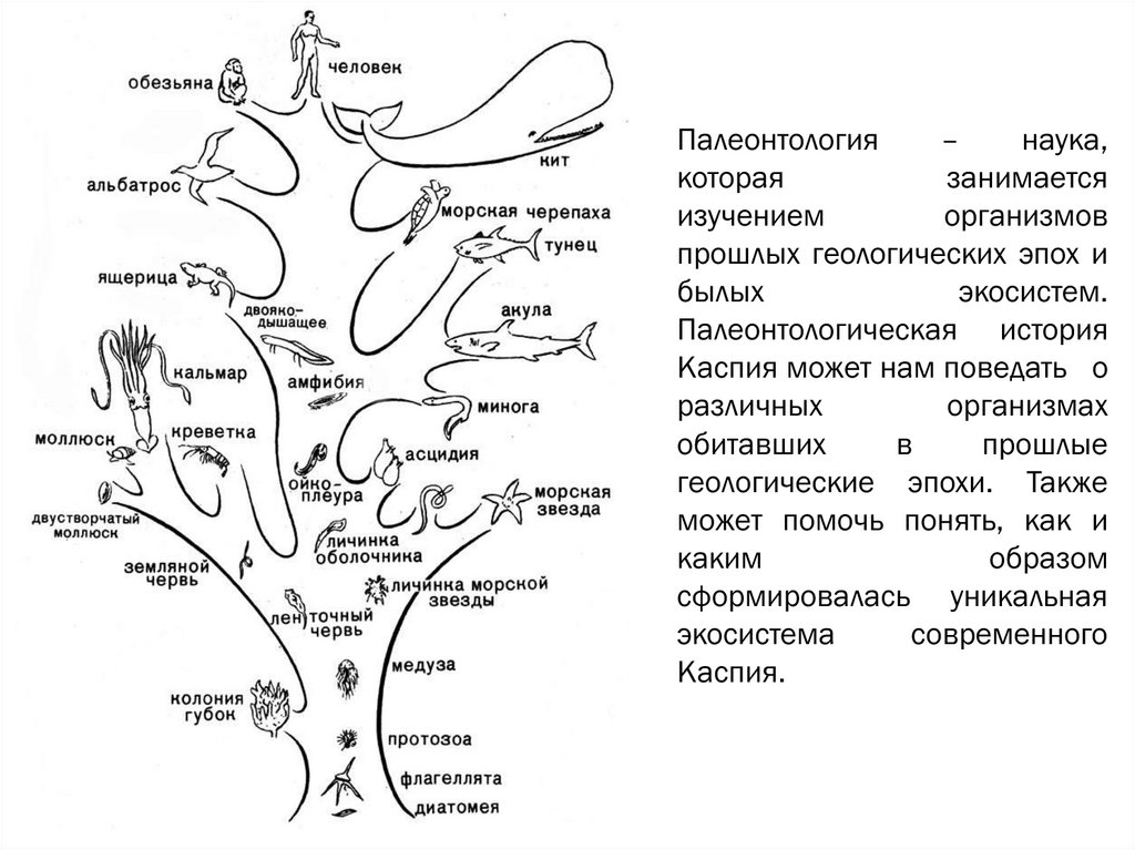 Типы эволюции животных