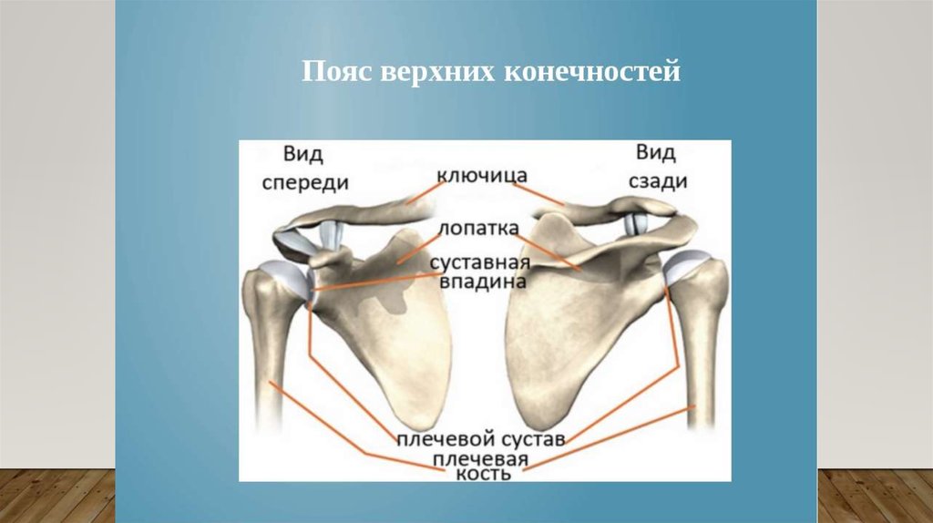 Пояс верхних конечностей человека. Строение пояса верхних конечностей. Пояс верхних конечностей анатомия. Кости пояса верхней конечности. Пус верхних конечностей.