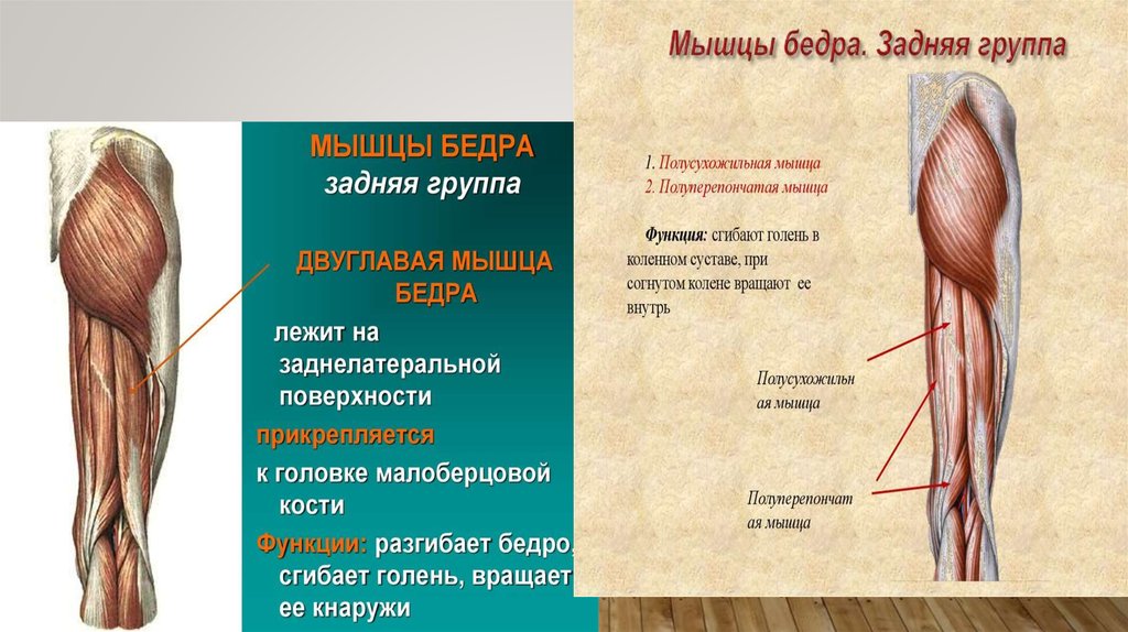 Мышцы нижних конечностей анатомия. Проксимальные мышцы конечностей. Классификация мышц нижних конечностей. Мышцы верхней конечности презентация. Мышцы нижних конечностей анатомия презентация.