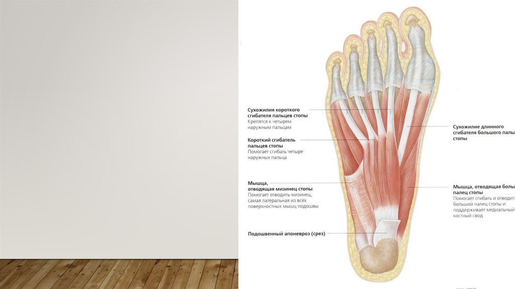 Сухожилия стопы. Сухожилия стопы анатомия подошвенной области. Сухожилия пальцев стопы анатомия. Мышцы и сухожилия большого пальца стопы. Строение пальца ноги.