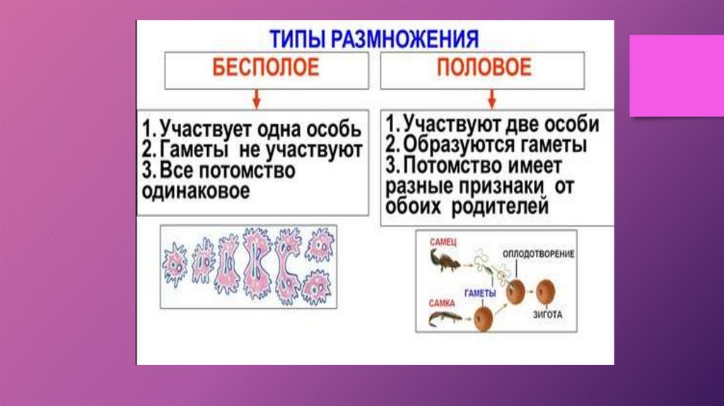 Размножение многоклеточных животных