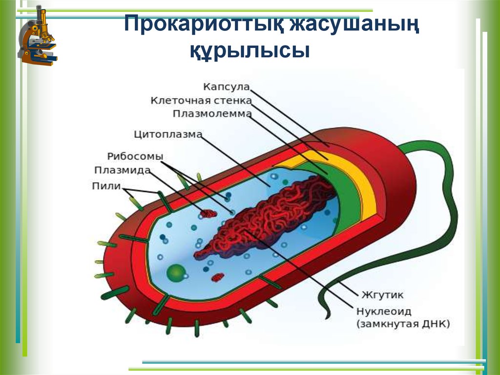 Ядро прокариотов содержит. Прокариот жасушасы. Бактерия жасушасы. Прокариотические клетки презентация. Бактерии прокариоты.