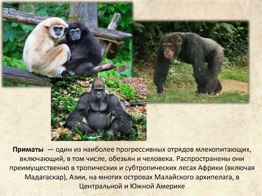Обезьяна морфологический. Отряд приматы биология 7 класс. Приматы презентация. Приматы отряды млекопитающих. Презентация на тему обезьяны.