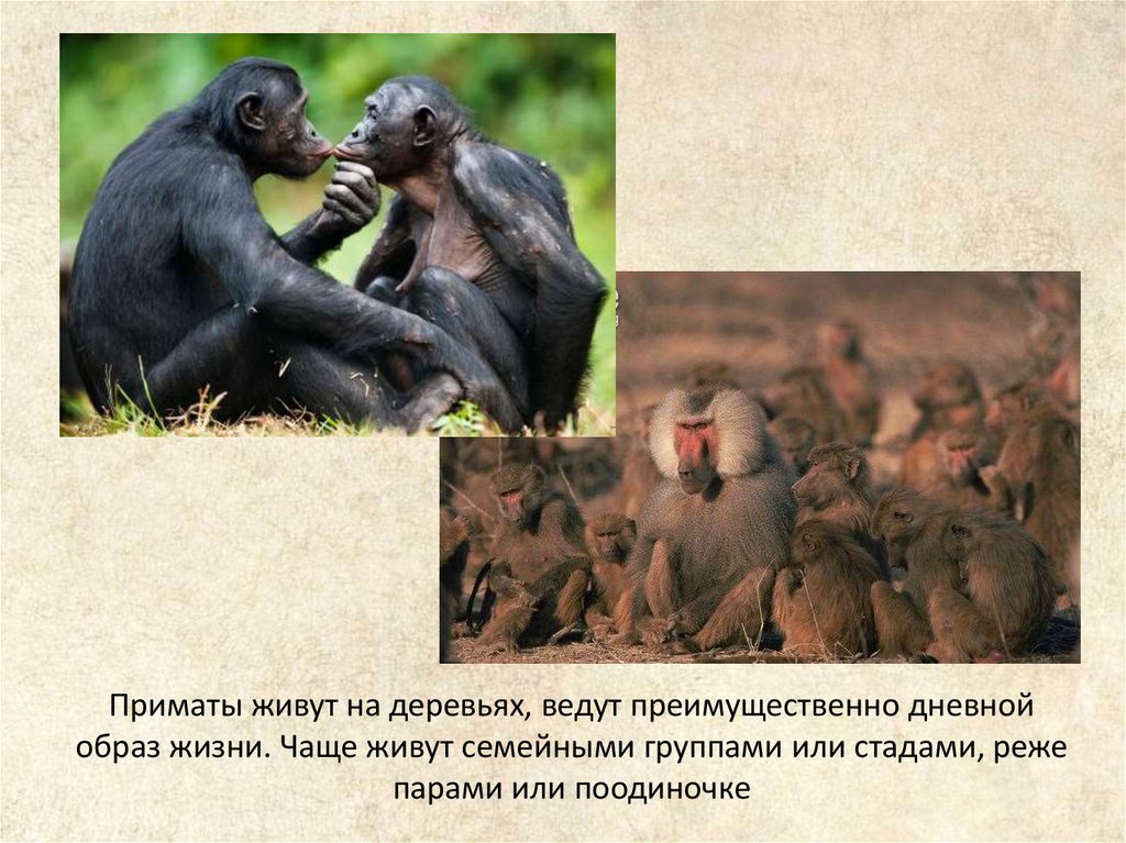Где обитают шимпанзе. Отряд высшие приматы семейства. Презентация на тему обезьяны. Приматы презентация. Обезьяна для презентации.