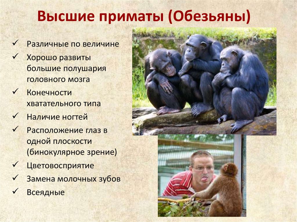 К обезьянам людям относят. Отряд приматы признаки отряда. Презентация на тему обезьяны. Приматы презентация. Высшие приматы презентация.