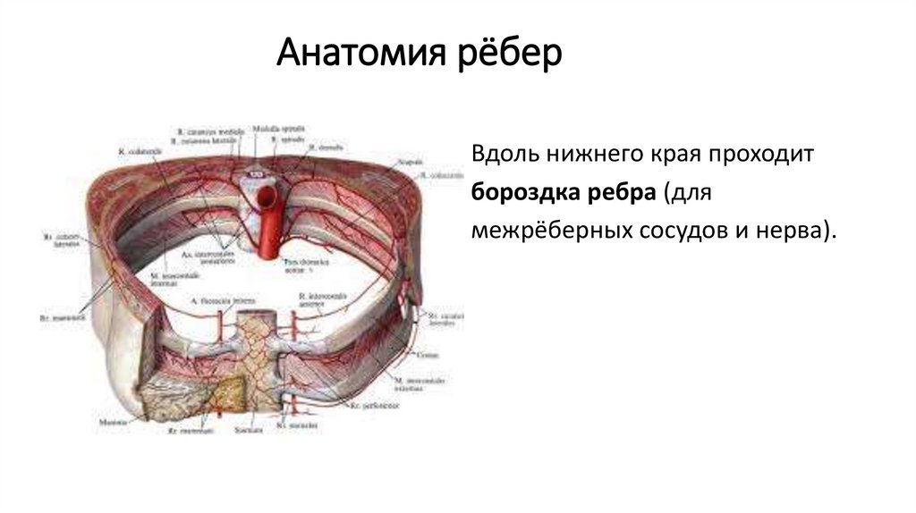 Верхний край ребра. Ребро борозда подключичной артерии. Борозда подключичной вены 1 ребро. Лестничный бугорок ребра. Первое ребро строение.