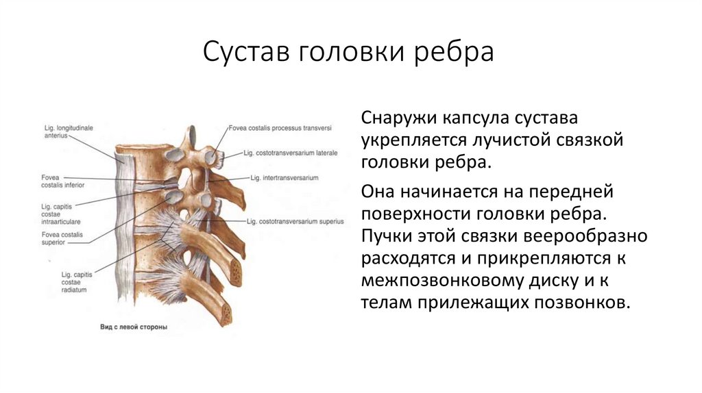 Ребро тип соединения. Сустав головки ребра и реберно поперечный сустав. Связочный аппарат сустава головки ребра. Лучистая связка головки ребра. Сустав головки ребра анатомия.