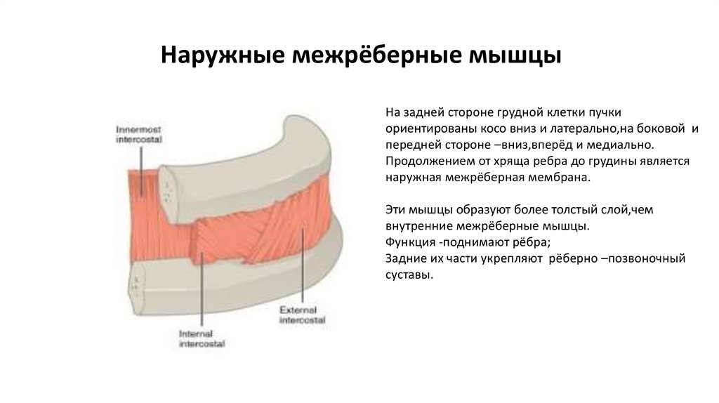 Резекция ребра презентация