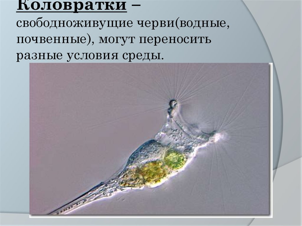 Лабораторная работа изучение многообразия свободноживущих водных простейших